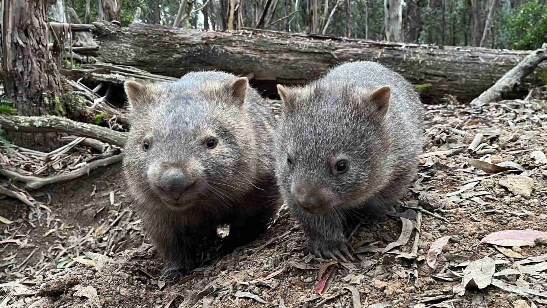 Interesting Facts about Wombats | Blue Mountains Day Tours
